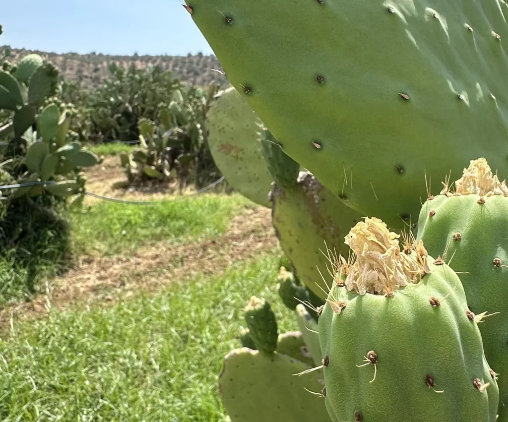 fichi-dindia-in-crescita